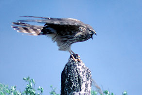 Błotniak łąkowy (Circus pygargus) Błotniak łąkowy (Circus pygargus)
