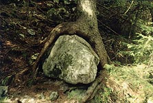  fot. Daniel Zimnicki   Drzewo Kamień 