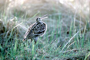 Dubelt (Gallinago media) Dubelt (Gallinago media)