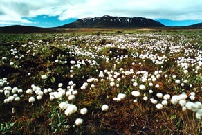  Andrzej Bąk, Islandia (fotogramy)   Wystawa w BU KUL, luty 2007 r. 