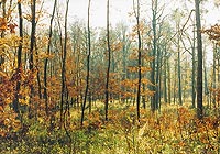  Lasy Kozłowieckie jesienią   fot. ks. Tadeusz Stolz, 2003 r. 