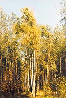  Lasy Kozłowieckie jesienią   fot. ks. Tadeusz Stolz, 2003 r. 