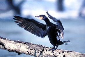 Kormoran (Phalacrocorax carbo) Kormoran (Phalacrocorax carbo)