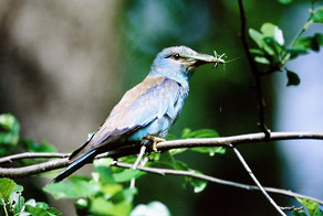 Kraska (Coracias garrulus) Kraska (Coracias garrulus)