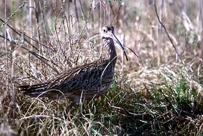  Kulik wielki (Numenius arquata) 