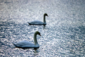  Łabędź niemy (Cygnus olor) 