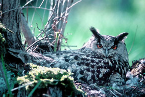 Puchacz (Bubo bubo) Puchacz (Bubo bubo)