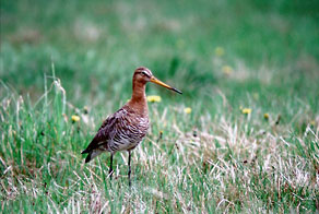  Rycyk (Limosa limosa) 