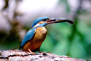  Zimorodek (Alcedo atthis) 