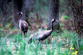 Żuraw (Grus grus) Żuraw (Grus grus)