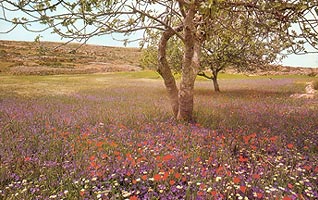  Palestyńskie łąki 